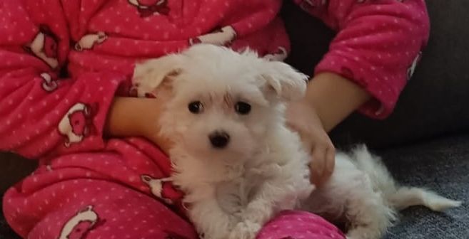 las mascotas pasan a ser consideradas seres vivos que sienten