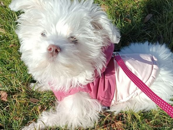 Tener mascotas en piso alquilado